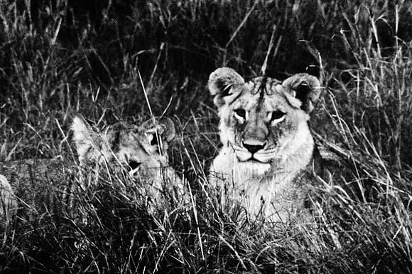 55460_SL_COLOR_LIONS_MOUNT_KENYA_AFRICA_1989_14