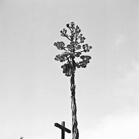 2371_FM_BW_SQ_CARMEL_MISSIONS_CA_02_8.jpg
