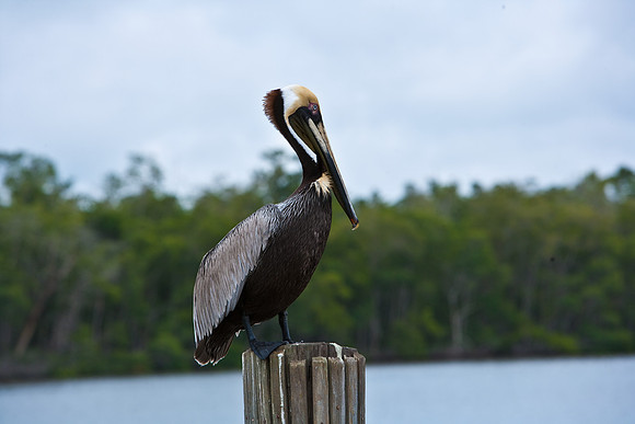 84681_ZV4N_7957_FL_USA_2008