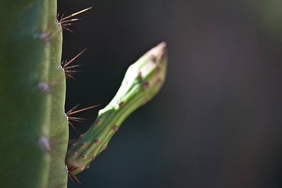 0031_La_Arizona_5L8Y5593
