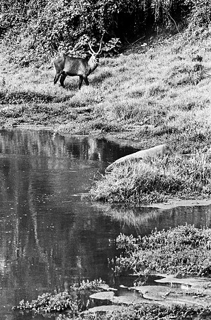 B3_82008_BW_194_New_Amboseli_Africa_89_1