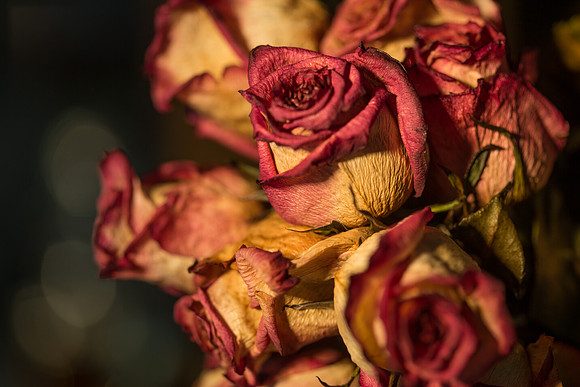 20140722_Roses_Dry_Studio_Shots_CG3P0272