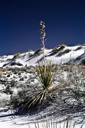 47896_B16_SL_COLOR_LA_MESILLA0_TO_WHITE_SOUNDS_NAT_MNY_HWY20_NM_97_1010.jpg