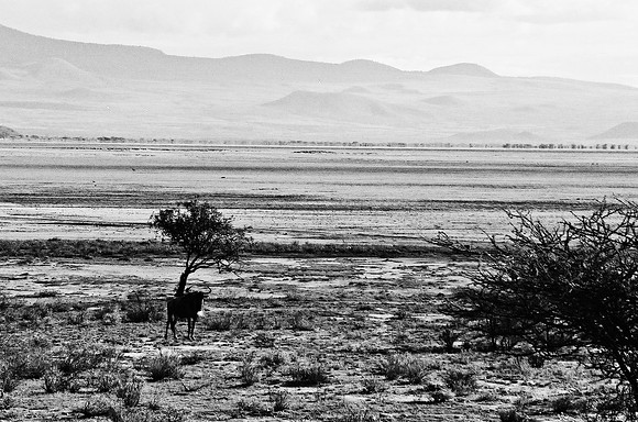 B3_82009_BW_194_New_Masai_Africa_89_13