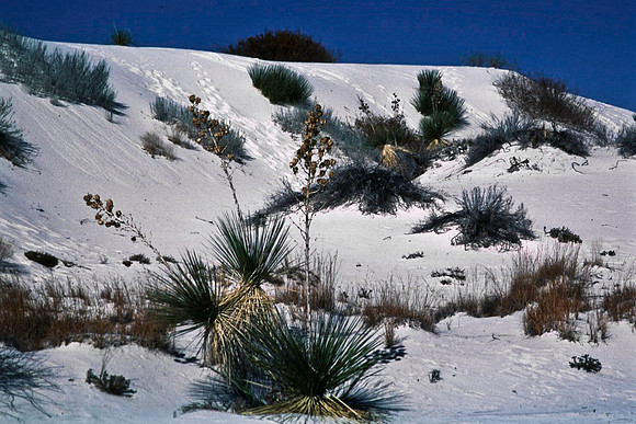 47894_B16_SL_COLOR_LA_MESILLA0_TO_WHITE_SOUNDS_NAT_MNY_HWY20_NM_97_1249.jpg