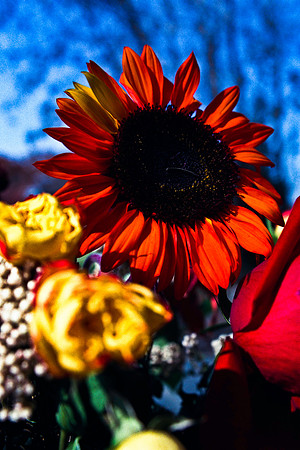 0337_FM_COLOR_MINESOTA_99_52.jpg
