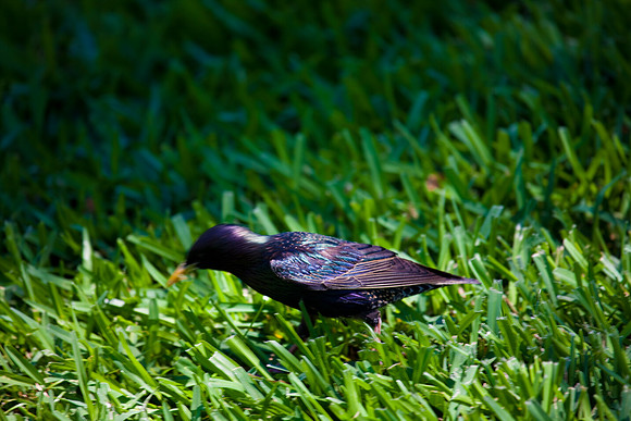 3001_Fisher_Bird_Miami_FL5L8Y2437