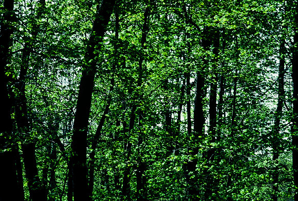 64036_B1_SL_COLOR_UP STATE_NY_86_02.jpg
