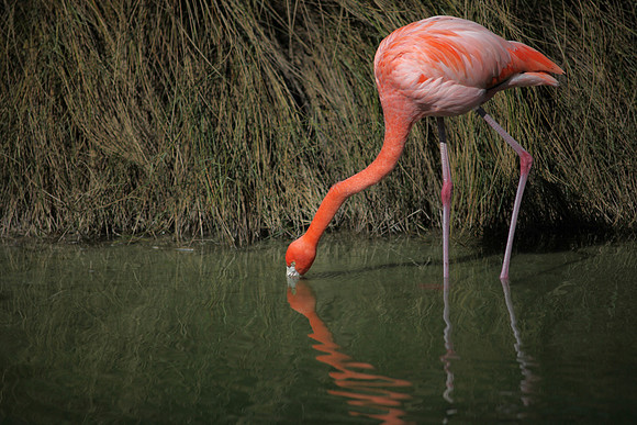 4975_DG_Fisher_Flamingos_Miami_FL_2010_IMG_0003