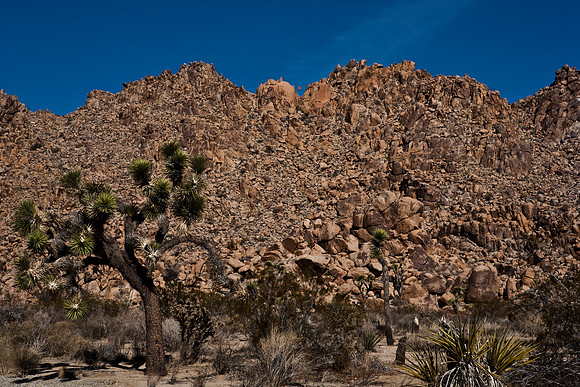 06646_DG_COLOR_JOSHUA_TREE_NAT_PARK_29_PALMS_CALIFORNIA_CA_USA_2007_ZV4N_372