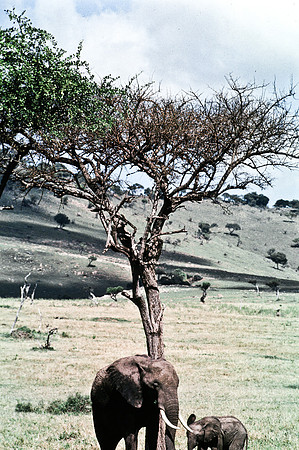 55392_SL_COLOR_ELEPHANTS_MASAI_KENYA_AFRICA_1989_15