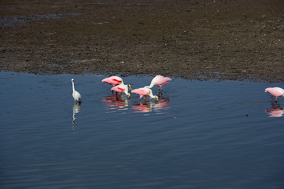 85546_ZV4N_7205_Miami_To_Sanibel_Island_FL_USA