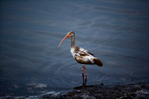 85546_ZV4N_7214-3_Miami_To_Sanibel_Island_FL_USA