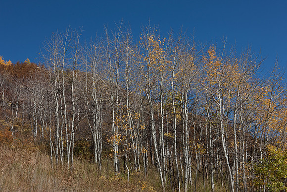 20080828_DVD9_DG_From_Glenwood_Spring_to_Aspen_CO_1998_full_blead