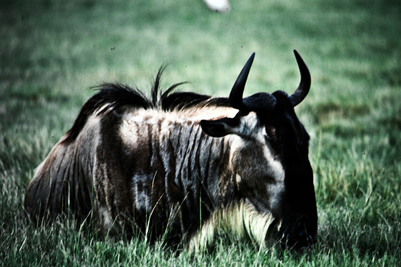55399_SL_COLOR_WILDBEAST_KILIMANJARO_KENYA_AFRICA_1989_1