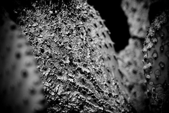 0031_La_Arizona_5L8Y5239