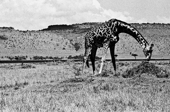 B3_82002_BW_194_New_Masai-Ballon_Africa_89_13