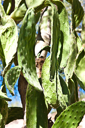 0031_La_Arizona_5L8Y5297