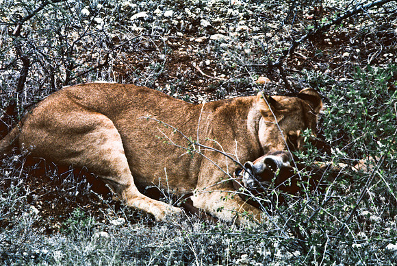 55447_SL_COLOR_LIONS_SUMBURU_KENYA_AFRICA_1989-2