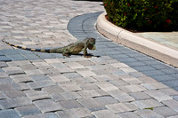3876_DG_Cayman_Island_Caribbean_ZV4N0851