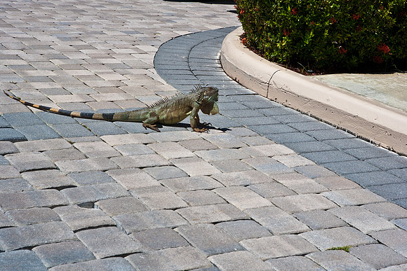 3876_DG_Cayman_Island_Caribbean_ZV4N0851