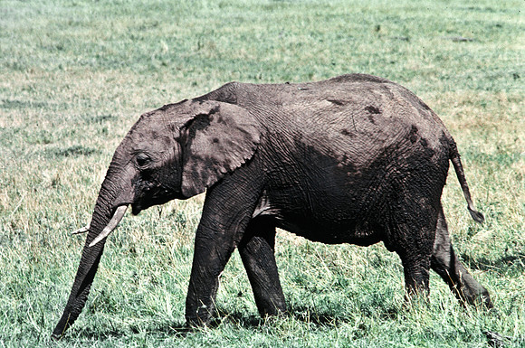 55392_SL_COLOR_ELEPHANTS_MASAI_KENYA_AFRICA_1989_2
