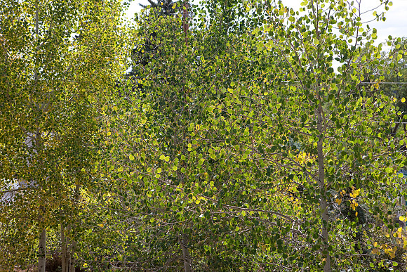 200828_DVD12_DG_USA_Aspen_1551_full_blead