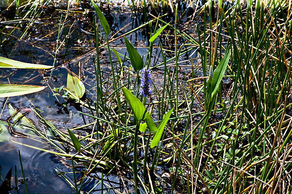 2527_EVERGLADES_MIAMI_FLORIDA_AOM_20090315__A0M1273
