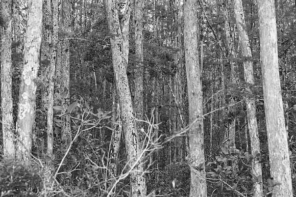 85535_20080323-ZV4N7747_Miami_To_Sanibel_Island_Florida_Everglades_FL_USA