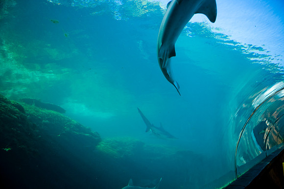 36176_DG_Color_USA_Nassau_Bahamas_Related_Group_AtlantisNassau_Atlantis_Bahamas_ZV4N3478