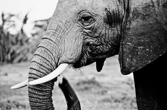 B3_82007_BW_194_New_Masa_Mara_Africa_89_24
