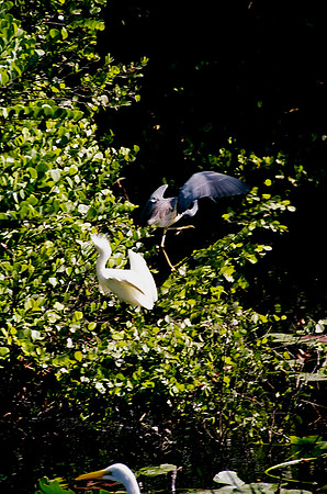 84694_EVERGLADES 33940__Azuley-R6-34A