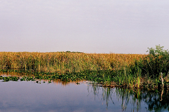 84694_EVERGLADES 33936__Azuley-R1-4A