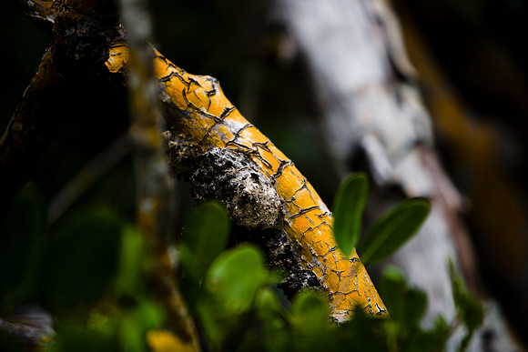 85547_ZV4N_7375-164_Miami_To_Sanibel_Island_FL