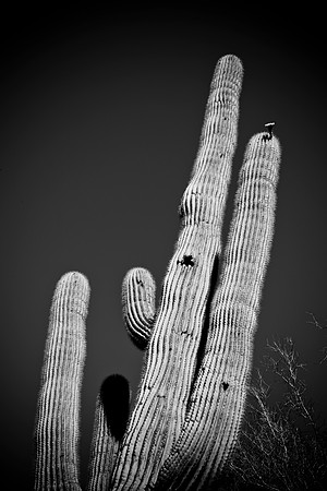 0031_La_Arizona_5L8Y5354