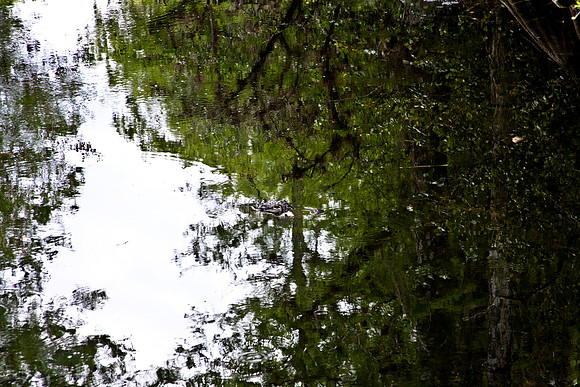 2527_EVERGLADES_MIAMI_FLORIDA_AOM_20090315__A0M1396