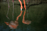 4975_DG_Fisher_Flamingos_Miami_FL_2010_IMG_0076