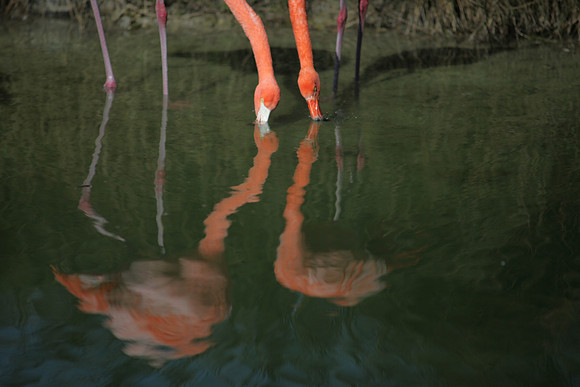 4975_DG_Fisher_Flamingos_Miami_FL_2010_IMG_0076