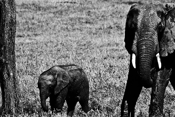55392_SL_COLOR_ELEPHANTS_MASAI_KENYA_AFRICA_1989_19
