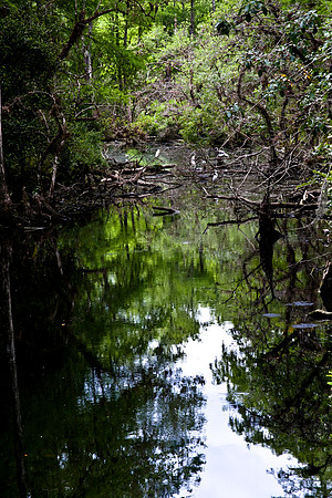 2527_EVERGLADES_MIAMI_FLORIDA_AOM_20090315__A0M1395
