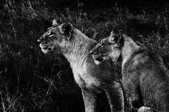 55460_SL_COLOR_LIONS_MOUNT_KENYA_AFRICA_1989_5