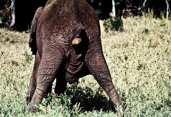 55393_SL_COLOR_ELEPHANTS_MASAI_KENYA_AFRICA_1989_16