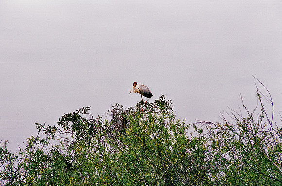 84694_EVERGLADES 33936__Azuley-R1-8A