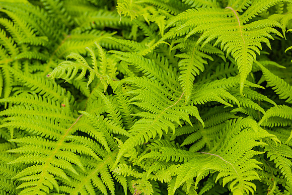 20060628_Maine_ZV4N1133