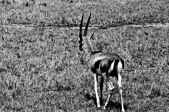 B3_82002_BW_194_New_Masai-Ballon_Africa_89_18
