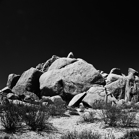 2335_FM_BW_SQ_JOSHUA_TREE_CA_02.jpg
