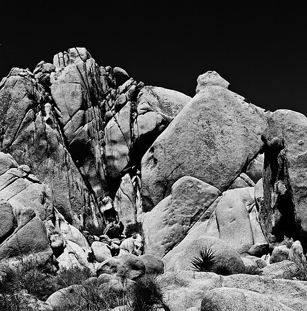2335_FM_BW_SQ_JOSHUA_TREE_CA_02_3.jpg