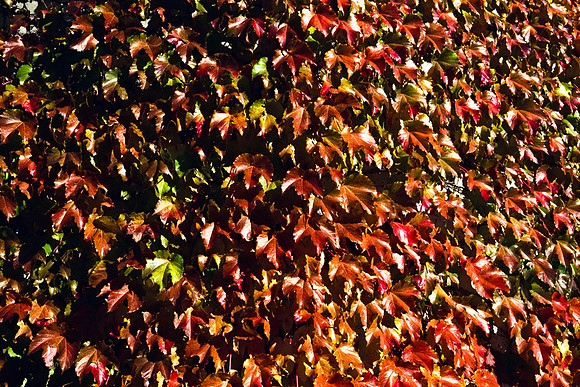 0258_FM_COLOR_MINESOTA_99_19.jpg