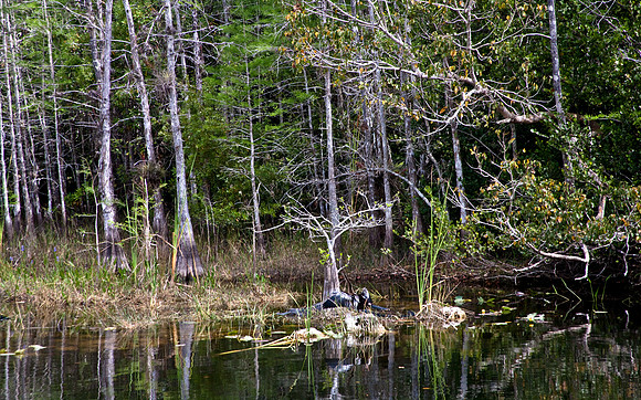 2527_EVERGLADES_MIAMI_FLORIDA_AOM_20090315__A0M1262
