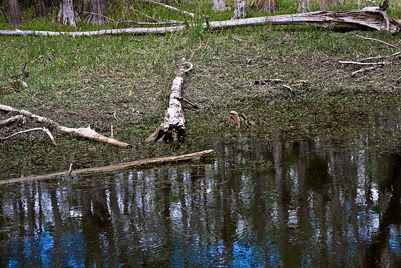 2527_EVERGLADES_MIAMI_FLORIDA_AOM_20090315__A0M1368